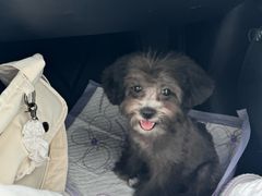 -翊宠yipet猫狗购宠庄园犬舍•猫舍