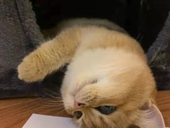 -欣宠猫屋·矮脚拿破仑·蓝金金渐层