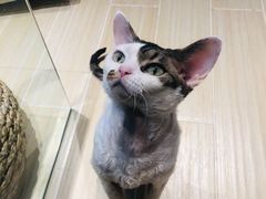 -momokira米努特·德文卷毛猫·棉花面纱犬
