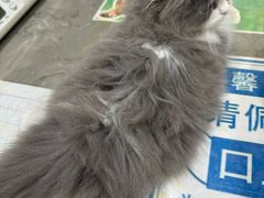 -四月宠物医院·猫专科·心脏专科·内科(转塘店)