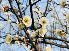 -香雪海