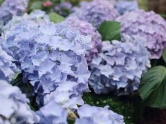 -深圳仙湖植物园
