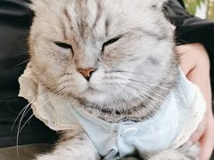 -共舞时光猫咖·狗咖(新街口店)