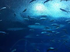 -广东省拱北口岸中国旅行社(华宾营业部)