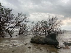 -宝安西湾红树林湿地公园