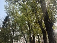 -金星公园
