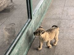 -秦皇岛野生动物园
