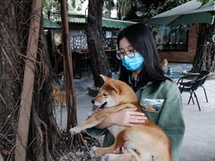 -柴犬高等学院·狗咖·柴犬售卖·宠物训练