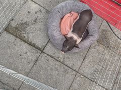 -猪的故事·韩式烤肉(韩乐坊店)