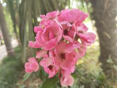 -洛阳市隋唐城遗址植物园