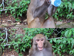 -黔灵山公园