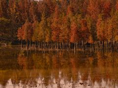 -白鹭湾湿地公园