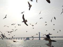 -星海湾跨海大桥
