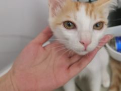 -瑞派康怡24h宠物医院·犬猫医疗中心·微创绝育(瑞景分院)