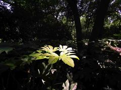 -上海市保健医疗中心