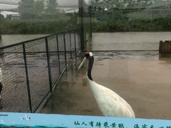 -盐城丹顶鹤湿地生态旅游区