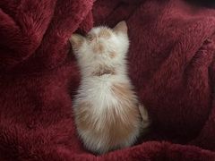 -艾吉宠物医院·疑难杂症转诊中心·猫友好(碧江路院)