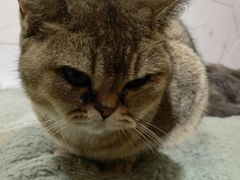 -猫房·猫吧·猫咖(龙湖时代汇店)