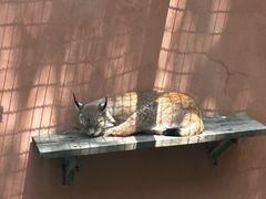 -青藏高原野生动物园