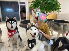 -Husky Go!哈士奇体验馆·宠物咖啡厅狗咖