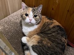 -隅cafe(傅厚岗店)