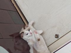 -贝利宠物医院·骨科·眼科·肿瘤转诊中心(南坪诊疗中心)