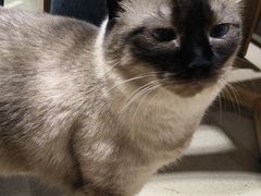 -藏猫猫咖啡主题馆(中央大道店)