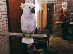 -雪茄客PURAVIDA俱乐部(上海店)