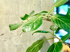 -上海花园饭店