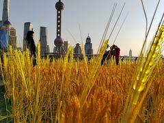 -北外滩滨江绿地