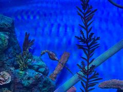 -上海海洋水族馆