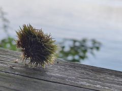 -广州市流溪河国家森林公园