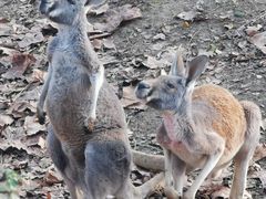 -合肥野生动物园