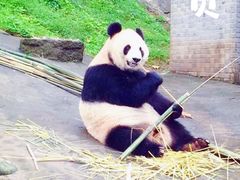 -都江堰中华大熊猫苑