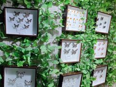 -上海大自然野生昆虫馆(东方明珠·爬宠昆虫探索中心)