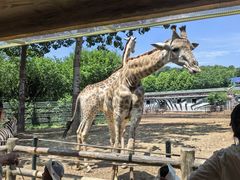 -大连森林动物园