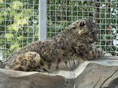 -青藏高原野生动物园