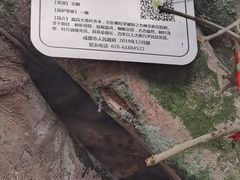 -平乐古镇