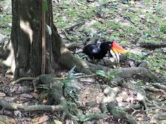 -吉隆坡雀鸟公园