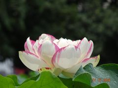-陈家山荷花公园