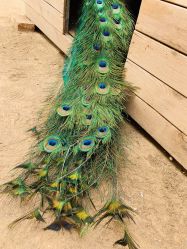 -萌宠亲子动物乐园(槐房万达店)