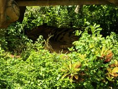 -海南热带野生动植物园