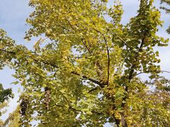 -汉长安城未央宫国家考古遗址公园