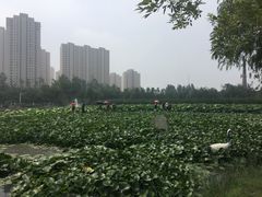 -前关湿地公园