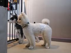 -百好乐宠物友好餐厅(朝外大街店)