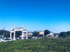 -龙坞茶村