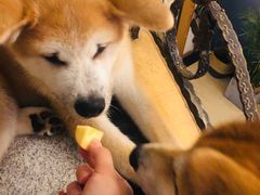 -喜柴咖啡·柴犬狗咖