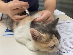 -伟伟宠物医院·CT影像中心·瑞派犬猫综合性门诊(汉口总院)