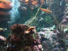 -西雅图水族馆