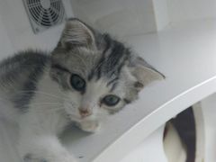 -李小姐の猫咖啡馆(五角场店)